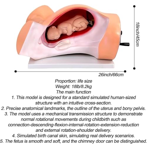 Simulateur d'entraînement fœtal AMITD utérus de bébé enseignement médical