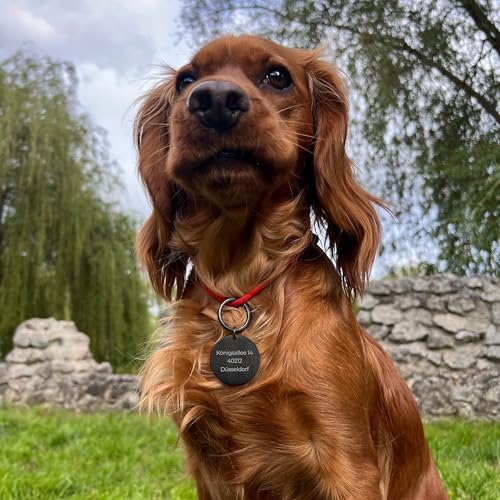 LAUBLUST Personalisierte Hundemarke mit Gravur für Halsband - Rund, Schwarz, Edelstahl | Größen S, M, L - Personalisiertes Geschenk für Hunde, Hundebesitzer mit Name als Hundezubehör, inkl Geschenkbox