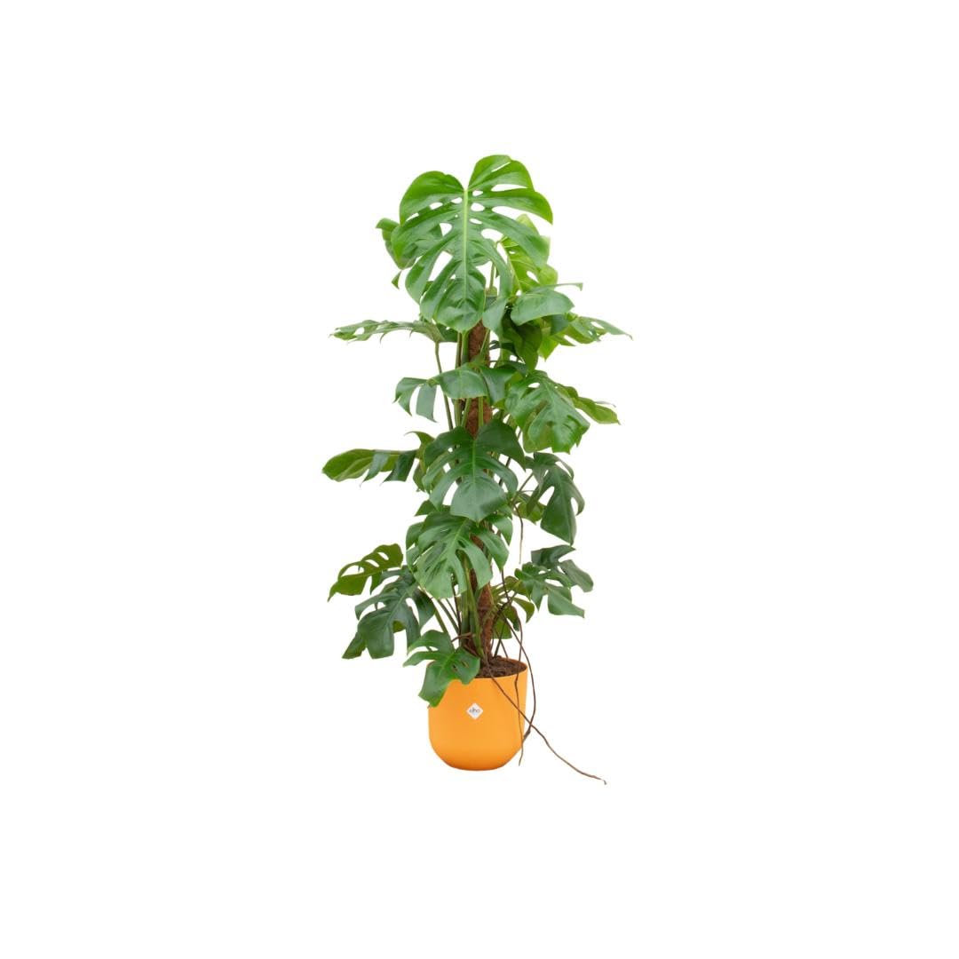 Kombi Deal - Monstera Pertusum XL inkl. Elho Vibes Fold Round Ø30 pink - 120 cm