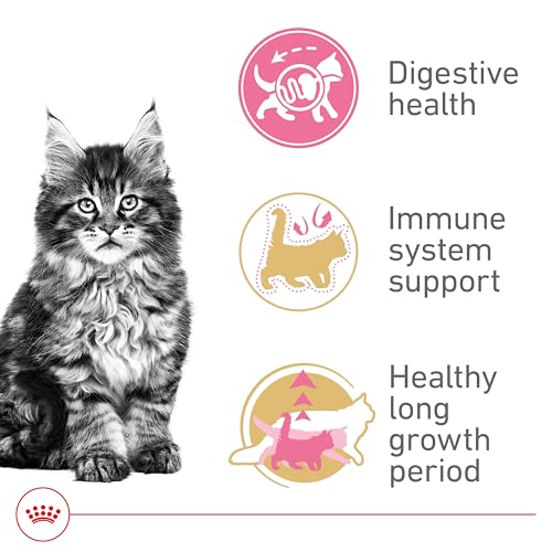 Royal Canin Maine Coon Breed Dry Kitten Food, 3 lb bag