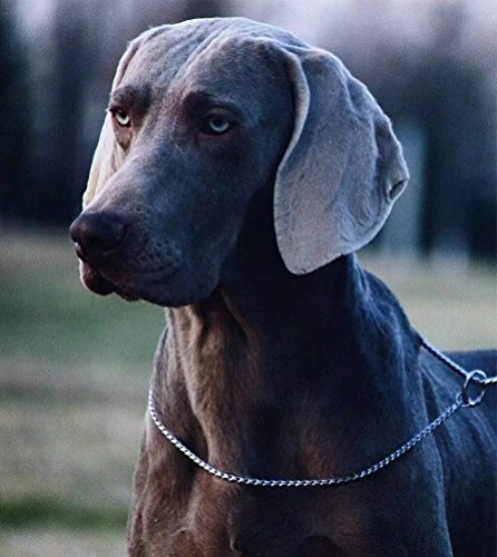 Sgoda Silver Dog Chain Collar Choke Pet Training Snake Collar With Heavy Links, 16 In, 3 Mm #TOP6