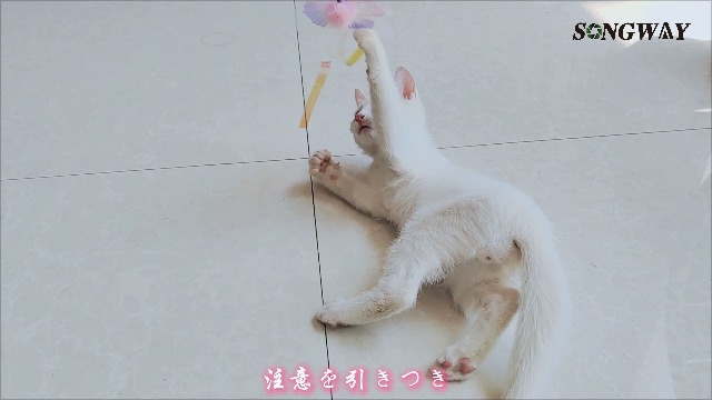 Amazon | SONGWAY 猫おもちゃ 蝶々 ねこじゃらし キラキラ 蝶々6個