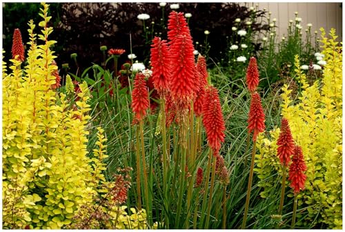 1 x Kniphofia ‘Redhot Popsicle’ (Winterhart/Staude/Dauerblüher/Bienenferundlich/Mehrjährig) Fackellilie Rot - Rote Flammen, die den Garten erhellen- von Stauden Gänge