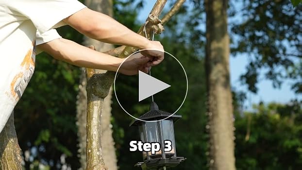 How to Hang a Bird Feeder from Tree: Easy Steps for Perfect Placement