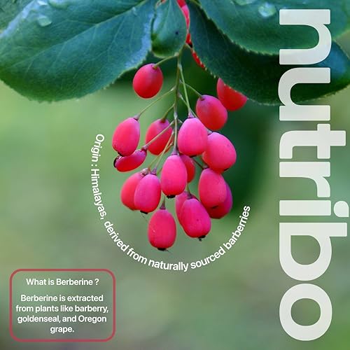 Berberine 97% HCL 2000mg | 120 Vegan Capsules | 4 Month Supply | One-Per-Day | No Fillers, Binders or Additives | Made in The United Kingdom - Image 4