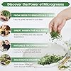 Organo Republic Broccoli Sprouting & Microgreens Seeds - Non-GMO, Heirloom Sprout Seeds Kit, 1lb Resealable Bag for & Growing Microgreens in Soil, Coconut Coir, Aerogarden & Hydroponic #3