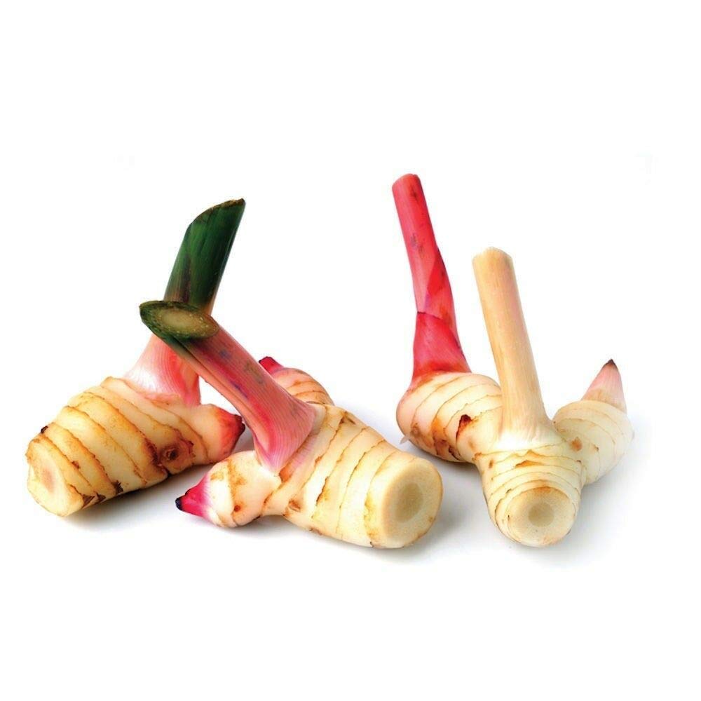 1kg Frischer Galgant - Pamai Pai® - Thai Ingwer frisch Galanga Galangawurzel Suppe
