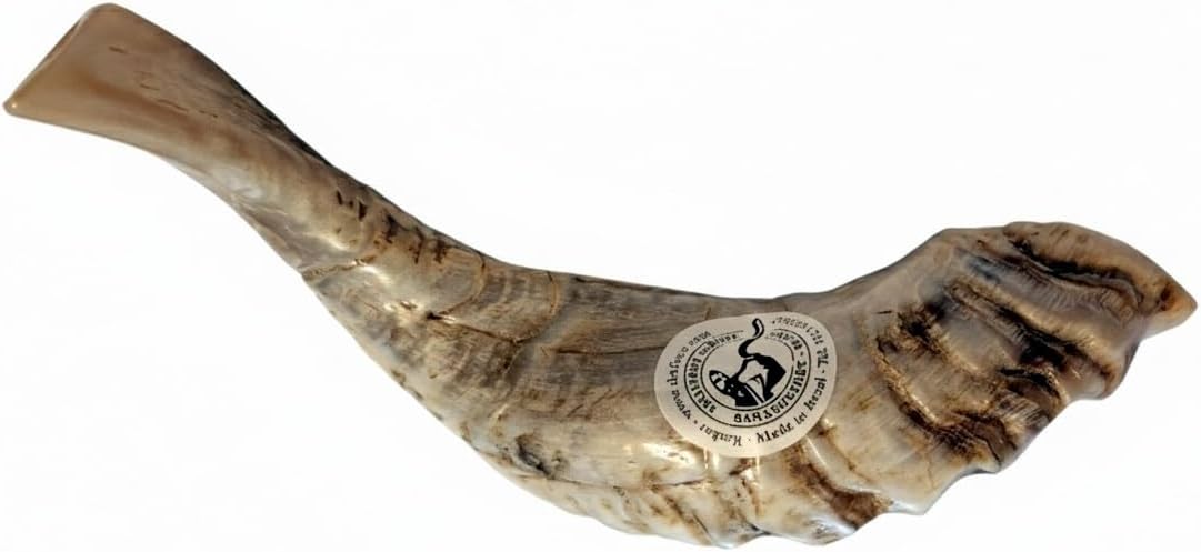Special Polished Extraordinary Kosher Rams Horn Shofar 12"-14", Handcrafted in Israel by Shofarot Israel Factory - 100% Kosher With Free Shofar Bag