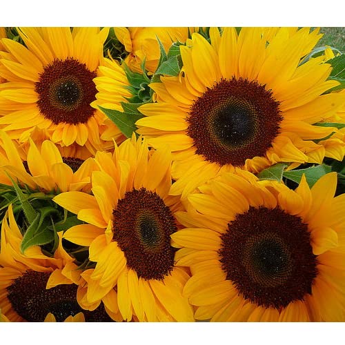 ANTIER SUNFLOWER RUSSIAN GIANT FLOWER SEEDS (AVG 30-50) SEEDS X 1 PACKET (B07HQZXTTB) Amazon Price History, Amazon Price Tracker