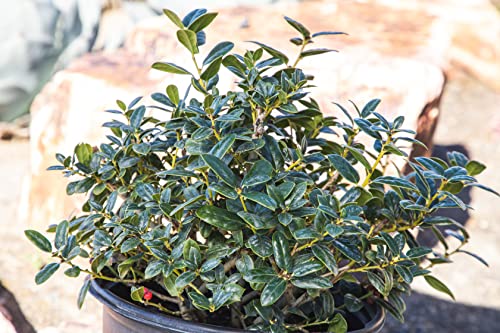 Burford Shrub (1G), Flowering Shrubs Privacy Trees For Planting, Live Plants In Planters For Outdoor Plants, Ilex Plant Live Plant Outdoor Garden Decor, Potted Plants Live Tree By Plants For Pets #TOP7