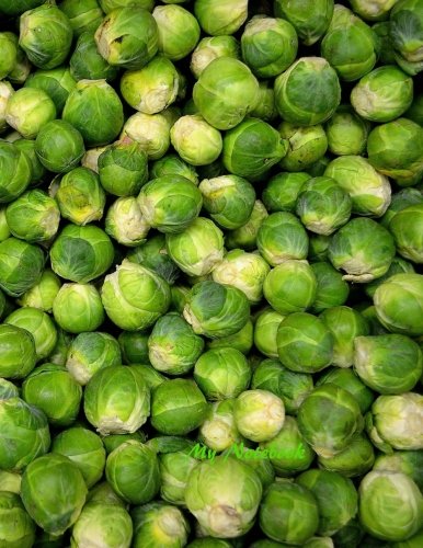 My Notebook: Brussels Sprout Design Notebook/Journal with 110 Lined Pages (8.5 x 11)