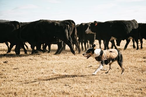 Carhartt-Firm-Duck-Insulated-Dog-Chore-Coat-Durable-Weather-Resistant-Jacket-for-Cold-and-Windy-Conditions