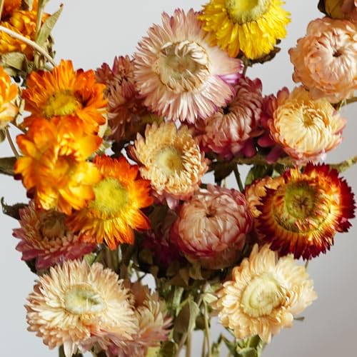 Tallos de flor seca Strawflower para decoración miniatura 5