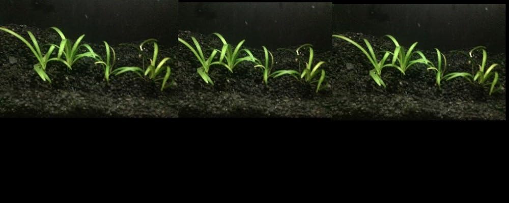 20 Dwarf Sag. (Sagittaria subulata), Foreground Plant by Aquarium