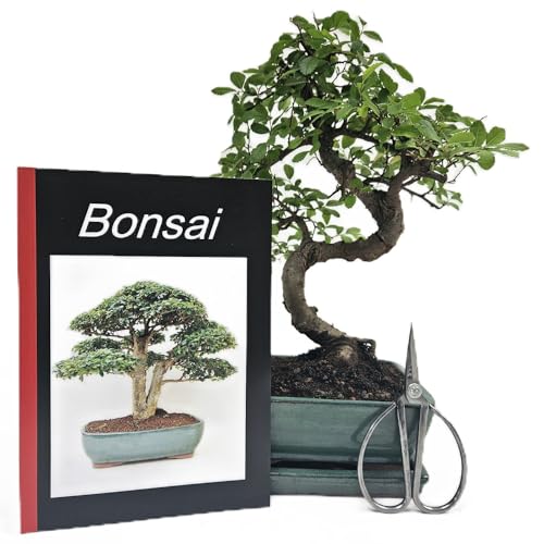 Cultivea® Bonsai-Topf-Set – 10 Töpfe Mit Untersetzern, Draht, Gartenschere & Gießstopfen Für Anfänger & Profis