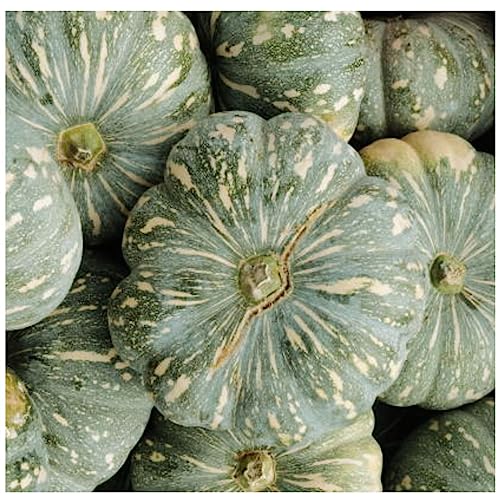 FELTRIN, Sementes de Abóbora Jacarezinho (Casca Grossa) FELTRIN
