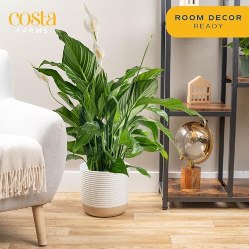 Image of Costa Farms Spathiphyllum Peace Lily Live Indoor Plant, 3-Foot