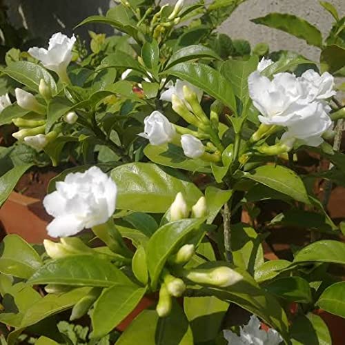 V K GLOBAL Live Double Flower Chandni Plant I (Pack of 1 Plant) (B08R2STTQ2) Amazon Price History, Amazon Price Tracker