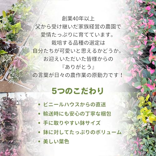 Amazon.co.jp: inakougei: ムラサキオモト