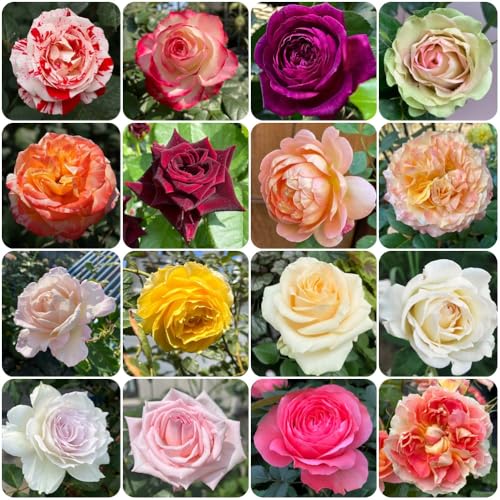 semillas de rosal, invernaderos de balcón semillas silvestres para lugares soleados Decoración jardín para exteriores resistentes exterior arbustos 500pcs