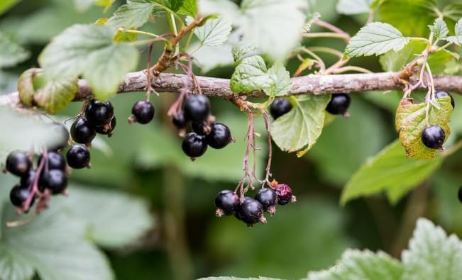 Red Currant Tree Live Plant for Planting Perennial Outdoors, Live Currant Bush Shrub Currant Plant Live Starter Plant