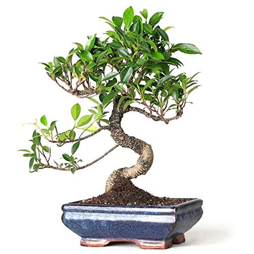Green Paradise® Beautiful Live Old Ficus Microcarpa Bonsai Tree (B07V2J46MW) Amazon Price History, Amazon Price Tracker