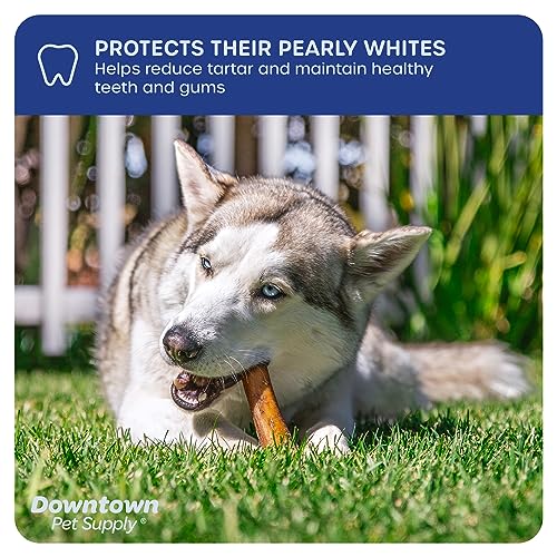 Downtown Pet Supply Jumbo Bully Sticks for Dogs - Natural Beef Chews, Low-Odor & Rawhide-Free, Long Lasting Dog Treats for Aggressive Chewers - Healthy, Safe & Delicious Chews Dogs Love (6\" 10 Pack)