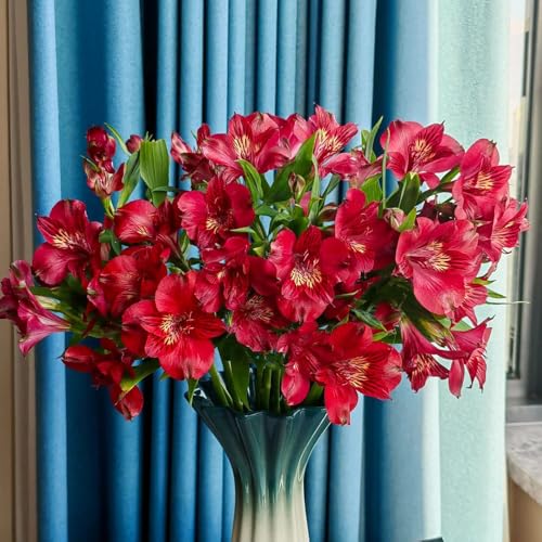 semi di alstroemeria - interno balcone perenni resistenti campo biologici 30pcs