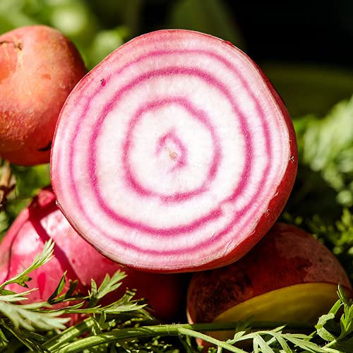 60 Graines de Betterave Chioggia - légumes jardin - semences paysannes reproductibles - SemiSauvage
