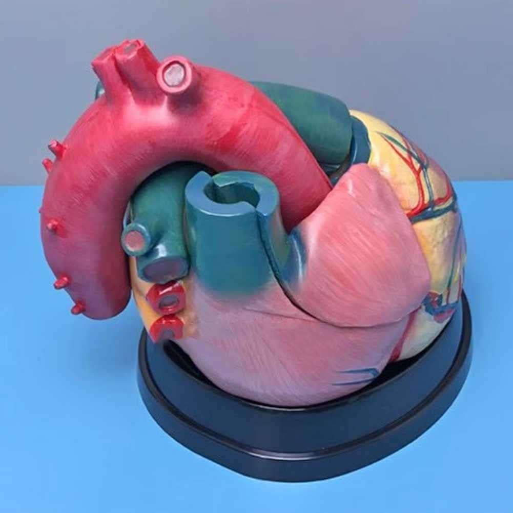 Coeur Humain 4X Agrandir Modèle, Coeur 3D Anatomie Mode, 3 Pièces Amovibles, Marqueurs Numériques Et Position Anatomique Description