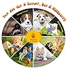 KIPRITII-Dog-Chew-Toys-for-Puppy-20-Pack-Puppies-Teething-Chew-Toys-for-Boredom-Pet-Dog-Toothbrush-Chew-Toys-with-Rope-Toys-Treat-Balls-and-Dog-Squeaky-Toy-for-Puppy-and-Small-Dogs The Benefits of KIPRITII's 20-Pack Teething and Chew Toys for Your Puppy's Health and Happiness