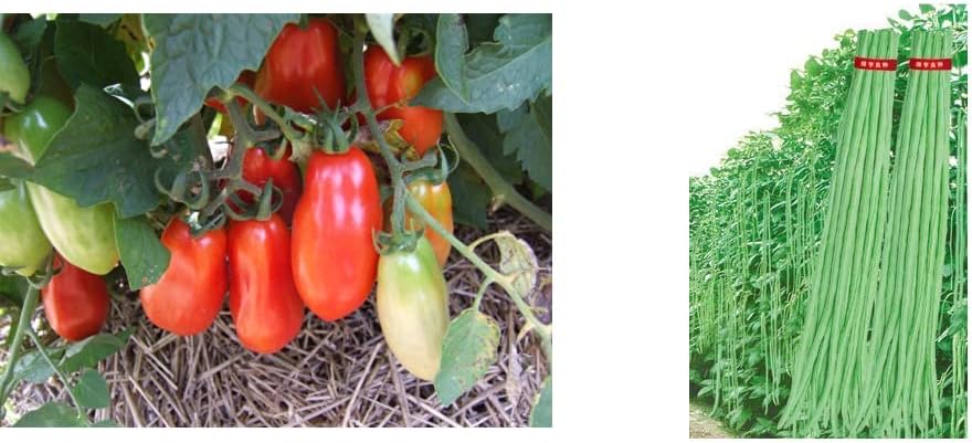Seedscare San Marzano Tomato Heirloom (Pack of 30, 2 Packets) +Seeds care India Yard Long Beans Super Seeds (Pack of 20, 2 Packets)