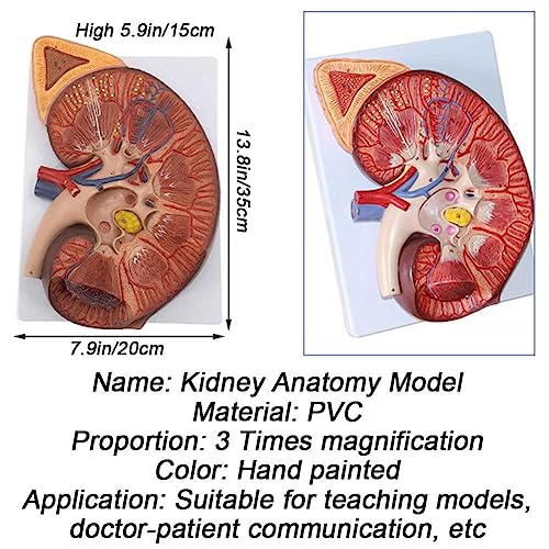 Modèle de rein d'anatomie rénale avec structure anatomique précise et finitions nettes