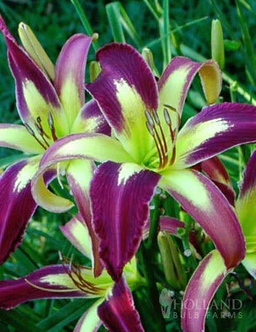 Applique Daylily Flower Bulbs (1 Bare Root Per Pack) - Perennial Flower Bulbs