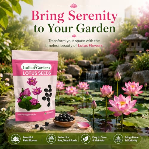 Image of Indian Gardens - Lotus Seeds for Planting | Premium Quality Lotus Flower Seeds | Suitable for Water Gardens, Containers, Ponds & Home Gardening