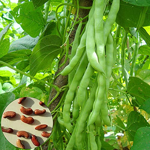 Foto von 100 teile/beutel Mungo bohnen Samen mit hoher Keimung srate nahrhaftes vegetarisches Gericht Jährliches Pflanzens amen mit hoher Keimung für den Bauernhof für den Garten Hausbau Saat Einheitsgrö
