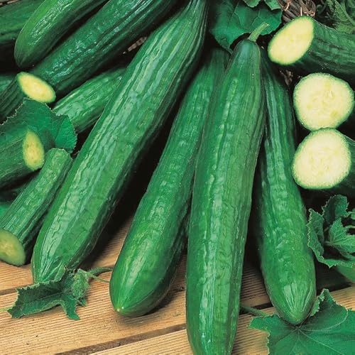 Cucumber Telegraph Improved Seeds – Classic, Long Dark Cues for The Greenhouse or Cold Frame – for Your Beautiful Kitchen Garden