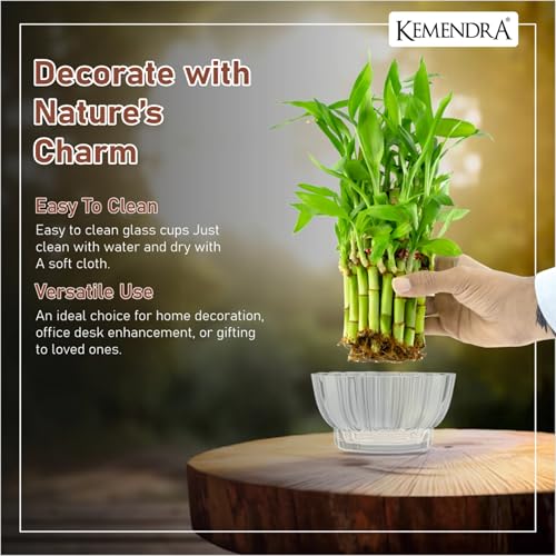 Image of Bamboo Pots |pots for Lucky Bamboo | Decorative Glas | Transperant Glass Bowl | Crystal Cut Glass Pot for Brazilian Wood Plant | (Plant not Included) (Medium, 1, Count)