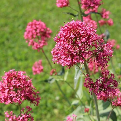 Semi resistenti di sperone, per giardino di aromatiche semi da esterno resistenti medicinali rare da giardino roccioso 100pcs