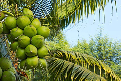 Creative Farmer Hybrid Dwarf High Yield Green Coconut Fruit Tree Or Green Nariyal Tree Plant Sapling In India