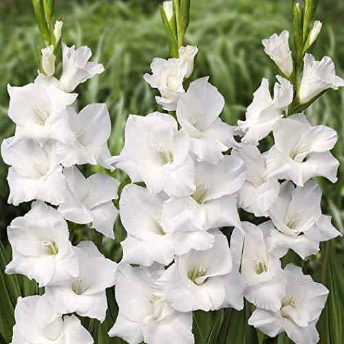 Plantogallery® Flower Bulbs | Gladiolus White Prosperity Flower Bulbs for Home Garden (Pack of 5 Bulbs White) (B08FZ9P56G) Amazon Price History, Amazon Price Tracker