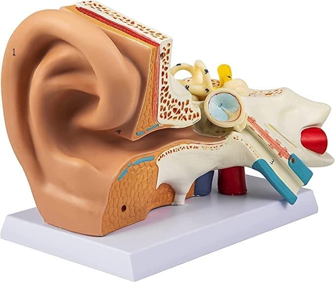 Make Gold-Jambo Ear Model For Anatomical Model For Study Perpus.