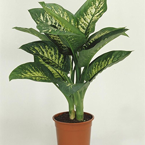 Dieffenbachia Tropic, 12 cm Topf, 30 - 40 cm hoch, 3 Pflanzen, Zimmerpflanzen