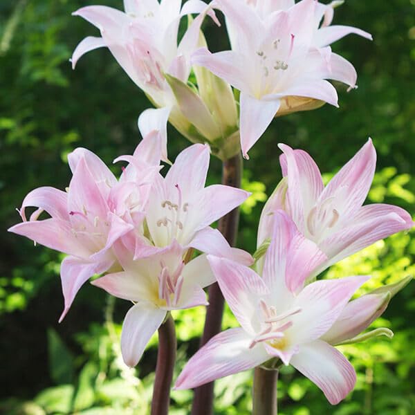 Amazon.co.jp: 夏植え球根 ホンアマリリス (ベラドンナリリー) 桃花 1