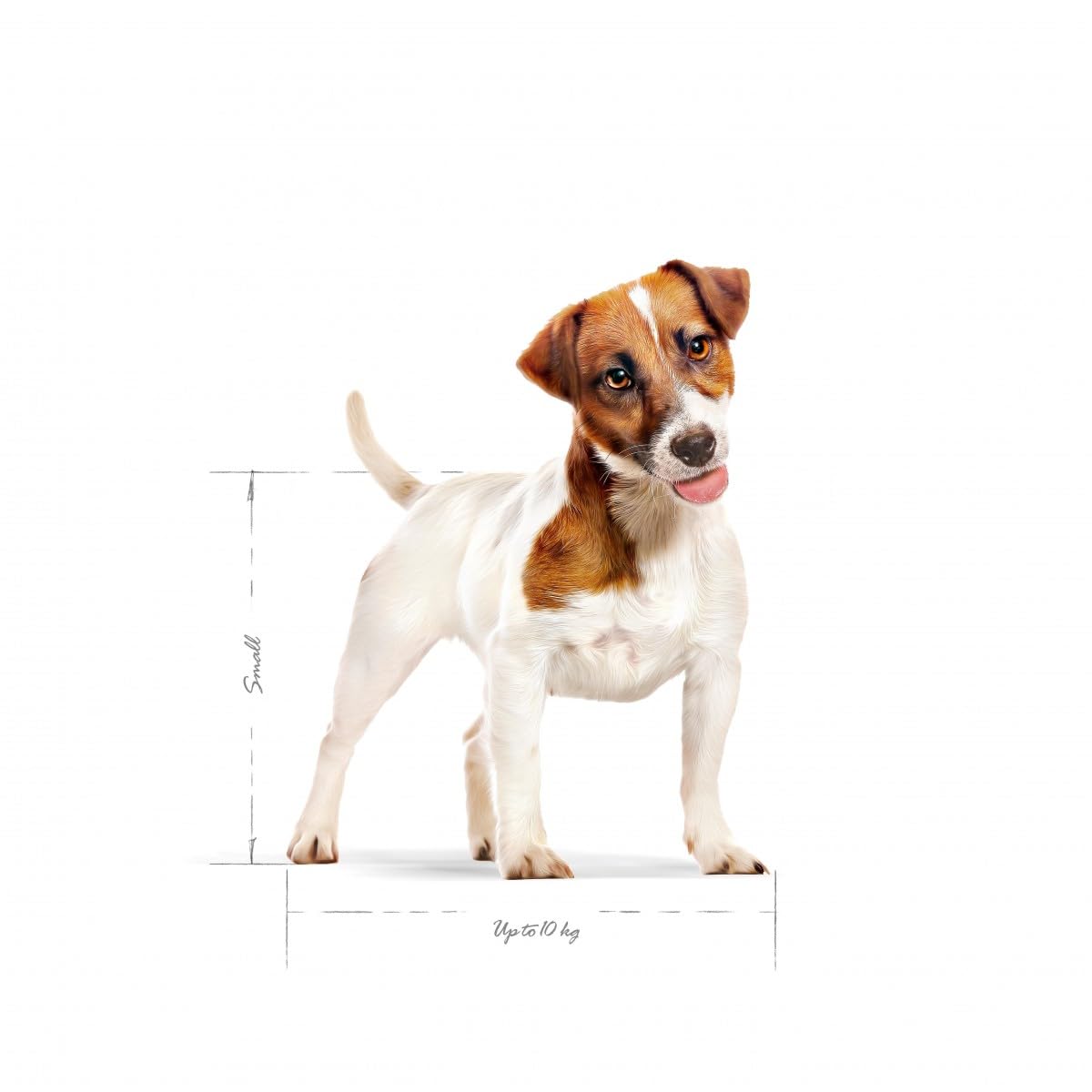 ROYAL CANIN Mini Adult Secco Cane Kg 4