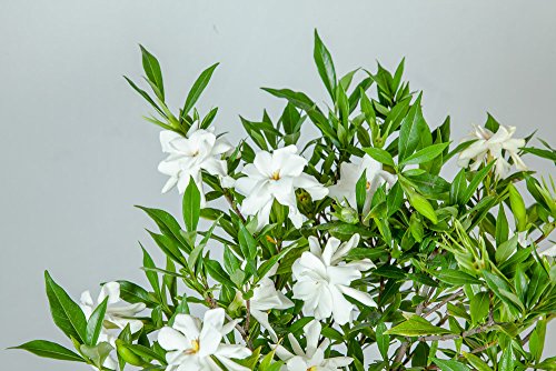 Perfect Plants Frostproof Gardenia Live Plant, 1 Gallon Pot - Thumbnail 5