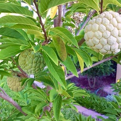 See full amazon price history chart for GREEN LINE Custard Apple Super Green Thai Sugar Apple Sitafal Ata Fruit Live Plants Tree (1-1.5 Ft Size) GREEN LINE Custard Apple Super Green Thai Sugar Apple Sitafal Ata Fruit Live Plants Tree (1-1.5 Ft Size) (B0BCFN1MJP) Amazon Price History, Amazon Price Tracker