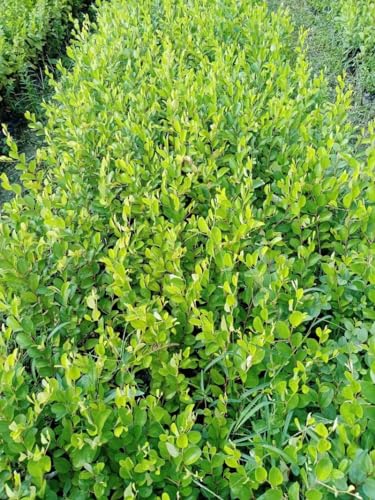 Image of Live Original Grafted Green Ber Apple Ber Tree (Next Year Get Fruits)