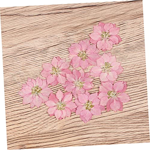 20 piezas de adornos de flores secas para manualidades miniatura 5
