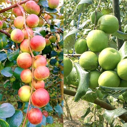 Image of Golden Bloom Grafted Thai Grafted Green & Ball Sundari Apple Ber Plants Combo Height - 1 FT (Next Year Get Fruits)